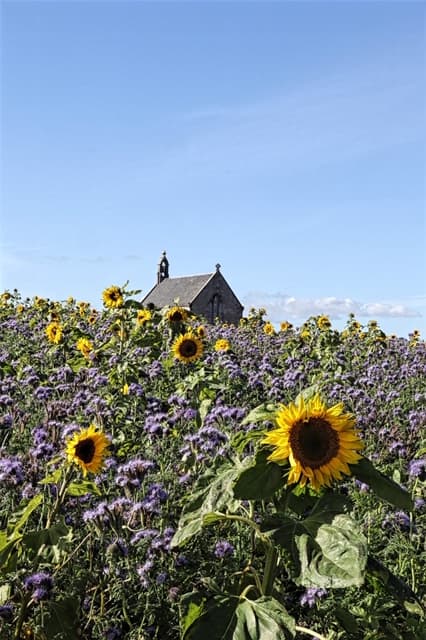 Boarhills Parish Church And Churchyard