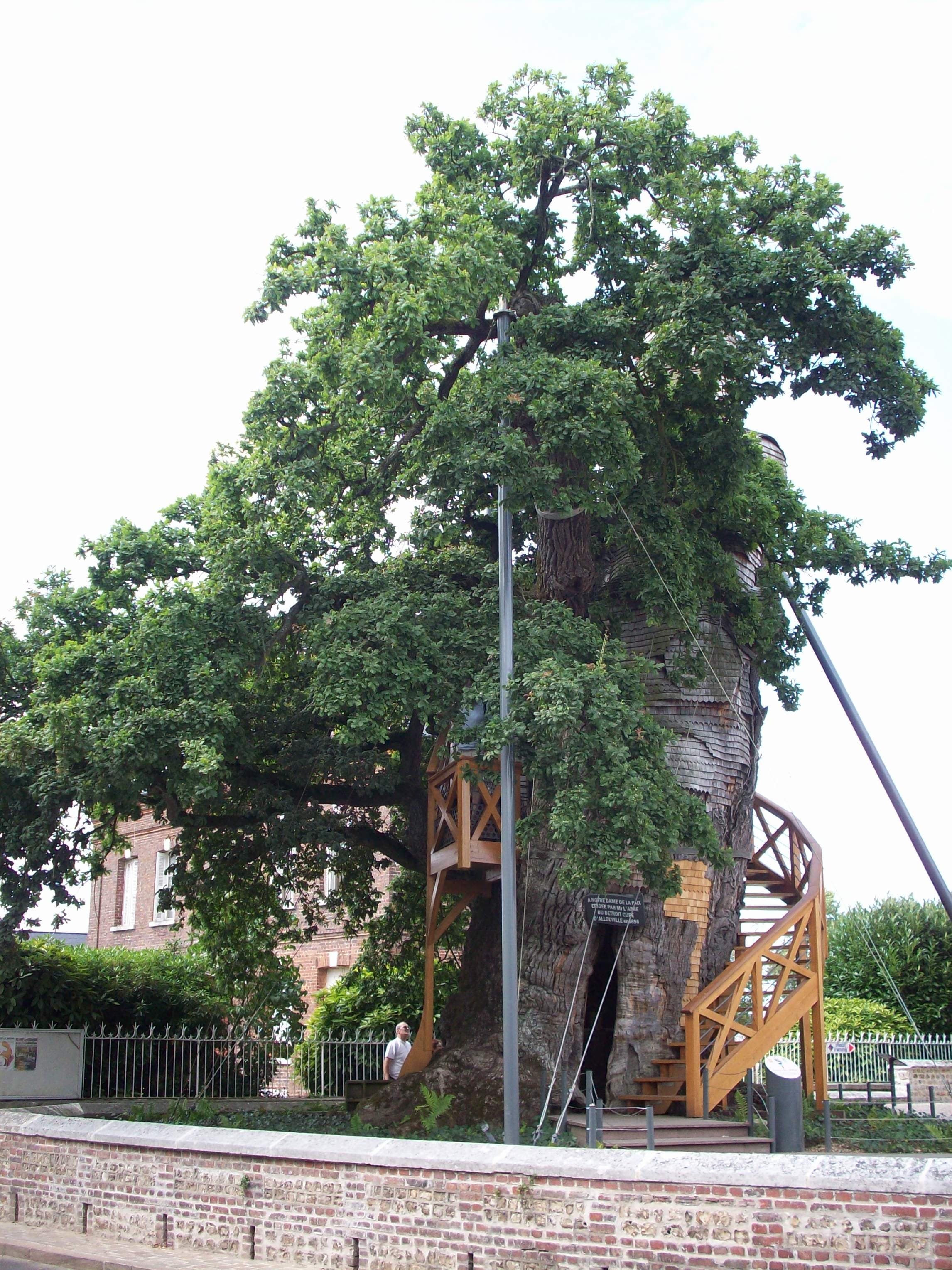 Chêne d'Allouville
